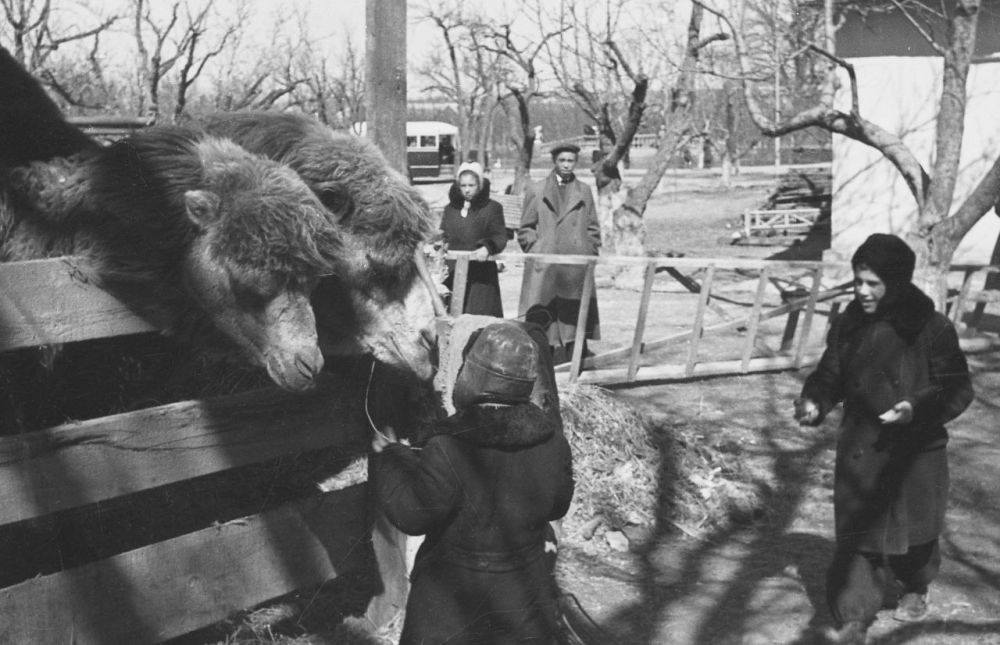 Рубрика #фотоистории. Симферопольский зооуголок на уникальных кадрах 50-ых, 60-ых годов прошлого столетия Рубрика #фотоистории. Симферопольский зооуголок на уникальных кадрах 50-ых, 60-ых годов прошлого столетия