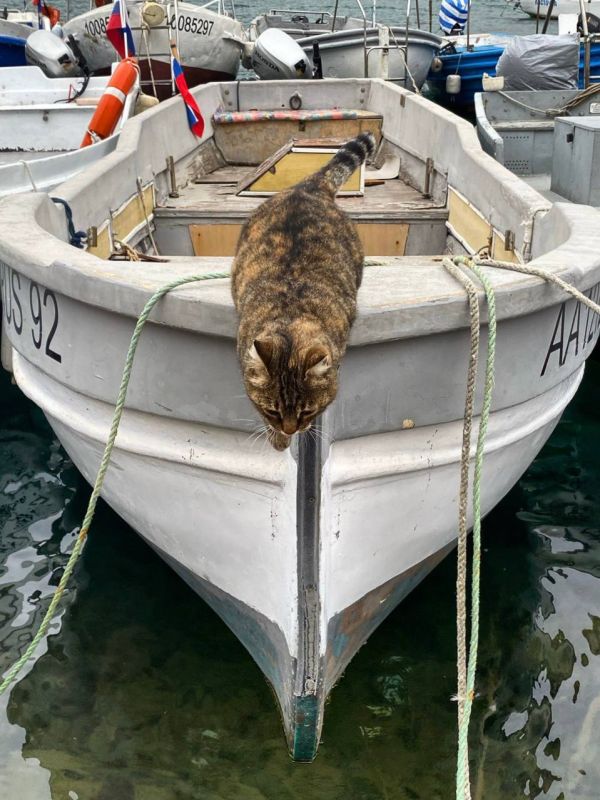 Владимир Немцев: В первую субботу июня отмечается День Балаклавского муниципального округа Владимир Немцев: В первую субботу июня отмечается День Балаклавского муниципального округа