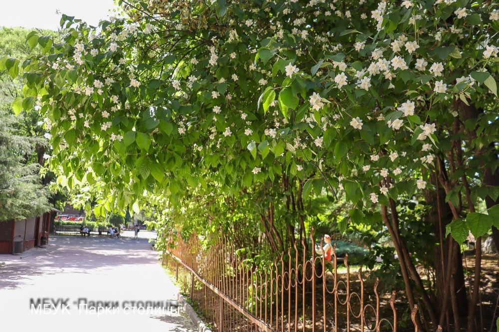 В парках настало самое ароматное время В парках настало самое ароматное время