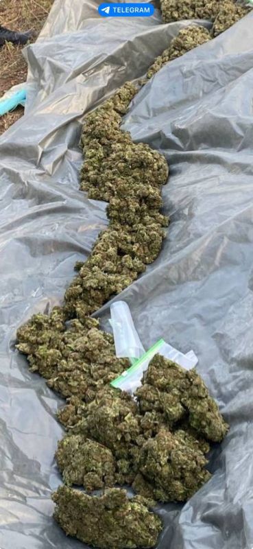 В Кировском районе местный житель на 9 лет отправится в колонию за покушение на сбыт каннабиса