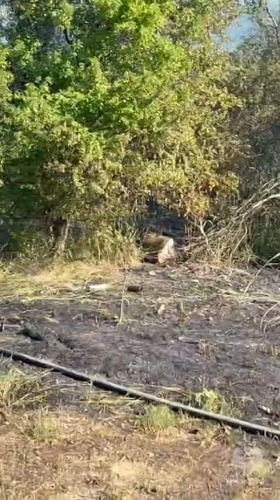 Осторожно: сухая трава!