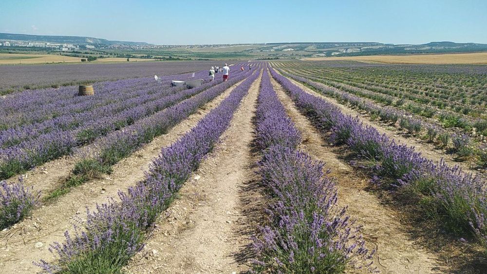 В Крыму началась уборка лаванды В Крыму началась уборка лаванды