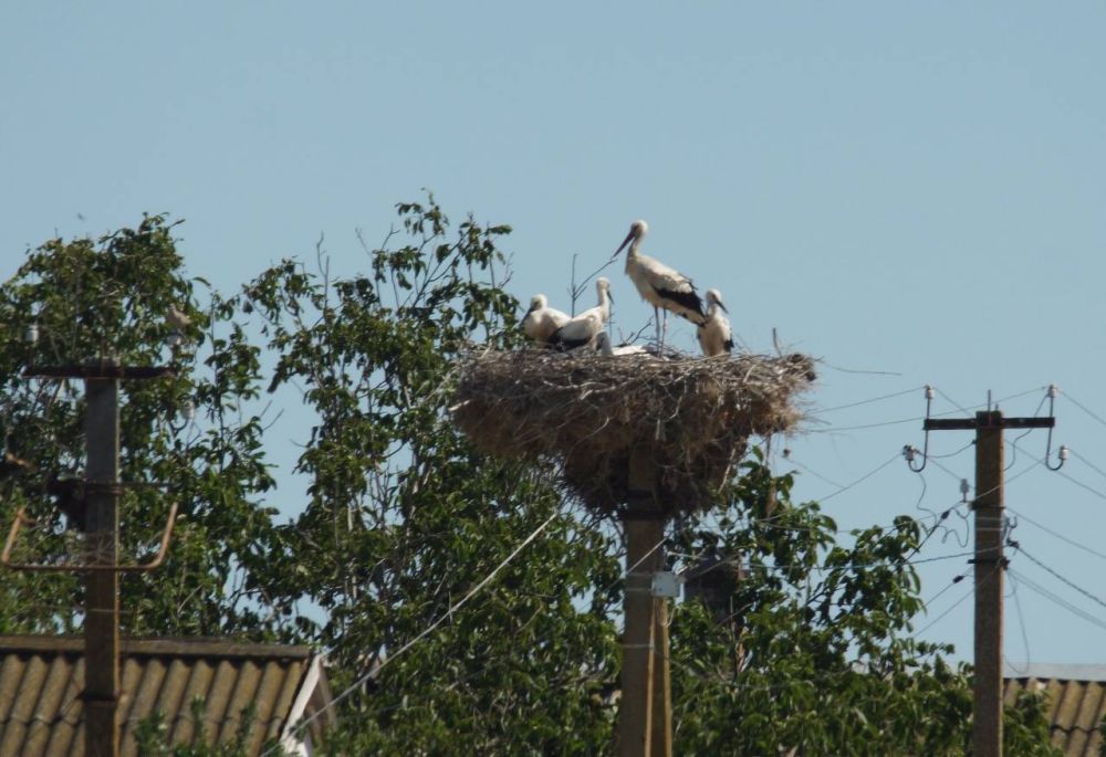 1234 Новости из мира дикой природы: в семье белого аиста пополнение