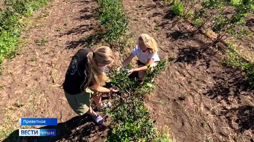 Северная ягода с южной пропиской