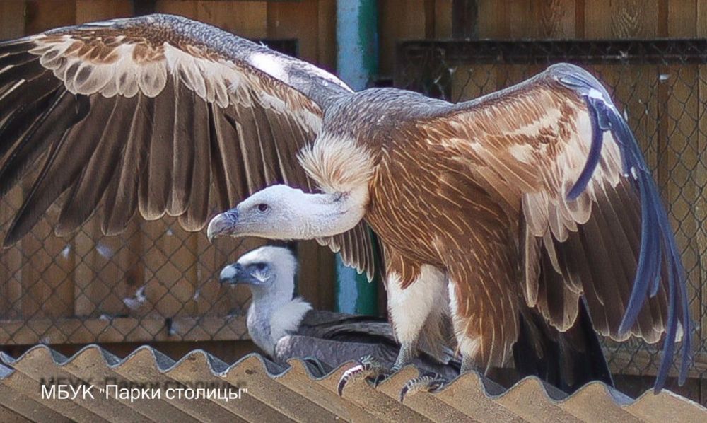 Краснокнижное пополнение зооуголка: пара белоголовых сипов стала родителями Краснокнижное пополнение зооуголка: пара белоголовых сипов стала родителями