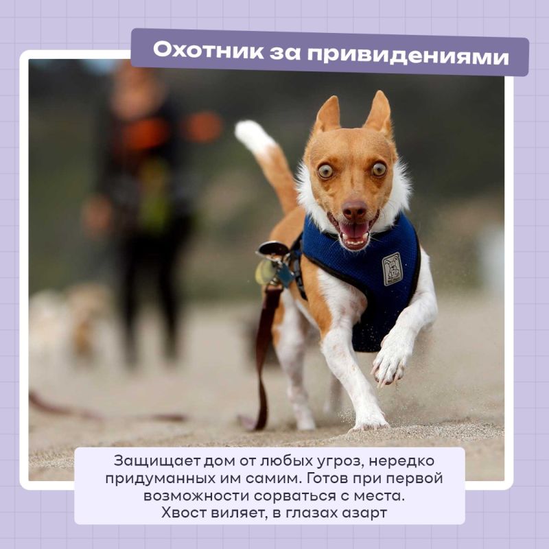 А вы знали,что 2 июля отмечается Международный день собак? А вы знали,что 2 июля отмечается Международный день собак?
