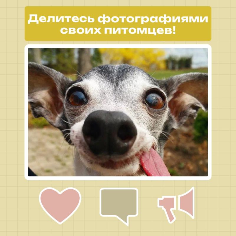 А вы знали,что 2 июля отмечается Международный день собак? А вы знали,что 2 июля отмечается Международный день собак?