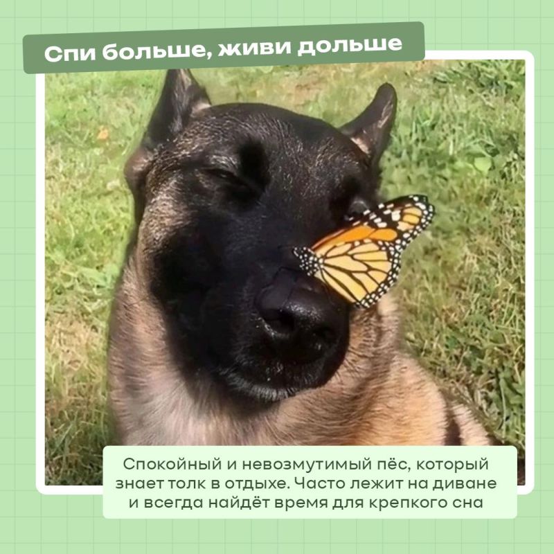 А вы знали,что 2 июля отмечается Международный день собак? А вы знали,что 2 июля отмечается Международный день собак?