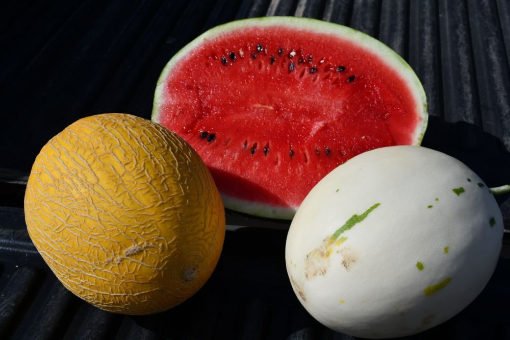 Василий Грабован: Где самые вкусные арбузы и дыни? Конечно, в Красногвардейском районе! Василий Грабован: Где самые вкусные арбузы и дыни? Конечно, в Красногвардейском районе!