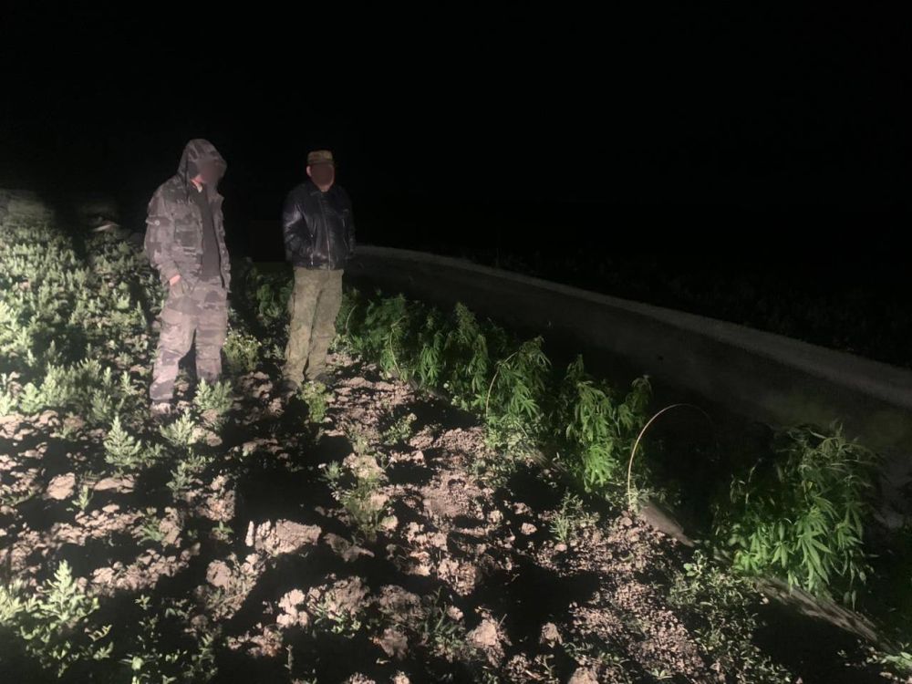 Двое жителей Советского района предстанут перед судом по обвинению в культивировании более тысячи растений конопли Двое жителей Советского района предстанут перед судом по обвинению в культивировании более тысячи растений конопли
