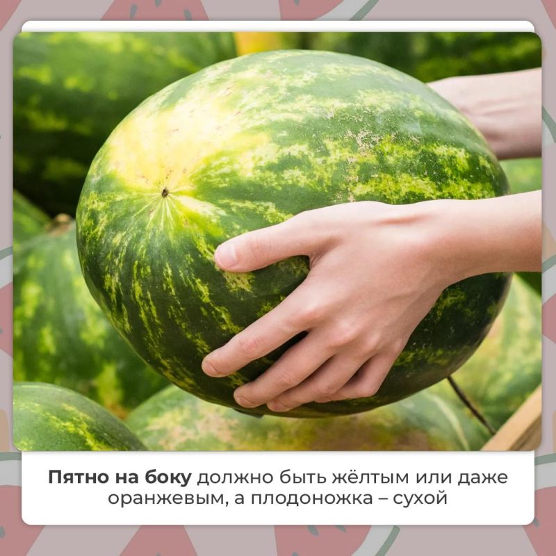 Василий Грабован: В этом году из-за аномальной жары бахчевые созревают быстрее Василий Грабован: В этом году из-за аномальной жары бахчевые созревают быстрее