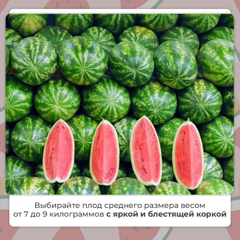 Василий Грабован: В этом году из-за аномальной жары бахчевые созревают быстрее Василий Грабован: В этом году из-за аномальной жары бахчевые созревают быстрее
