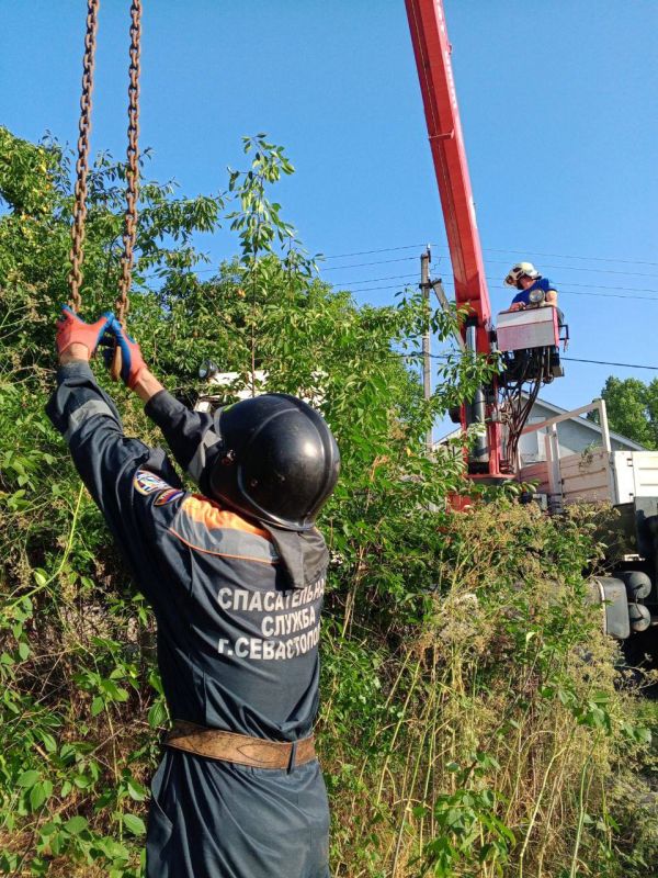Под Севастополем спасли беременную корову Ромашку Под Севастополем спасли беременную корову Ромашку
