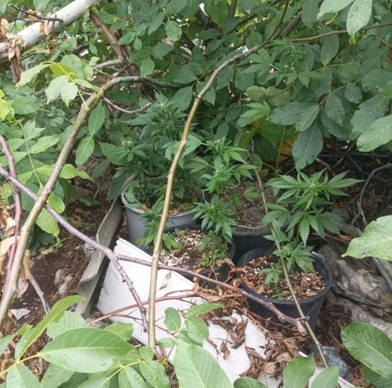 В Сакском районе местный житель предстанет перед судом за нанесение ножевого ранения своему соседу В Сакском районе местный житель предстанет перед судом за нанесение ножевого ранения своему соседу