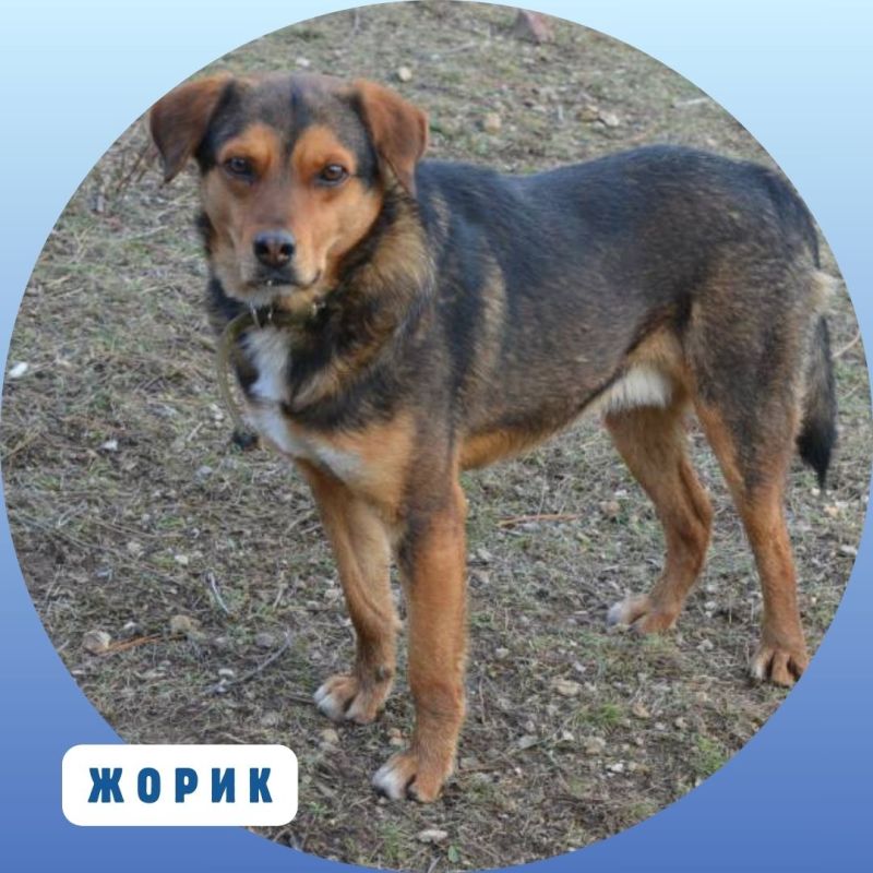 Время добрых дел!. Продолжаем нашу постоянную рубрику о подопечных приюта «Ковчег», где сегодня содержатся почти 300 собак.... Время добрых дел!. Продолжаем нашу постоянную рубрику о подопечных приюта «Ковчег», где сегодня содержатся почти 300 собак....