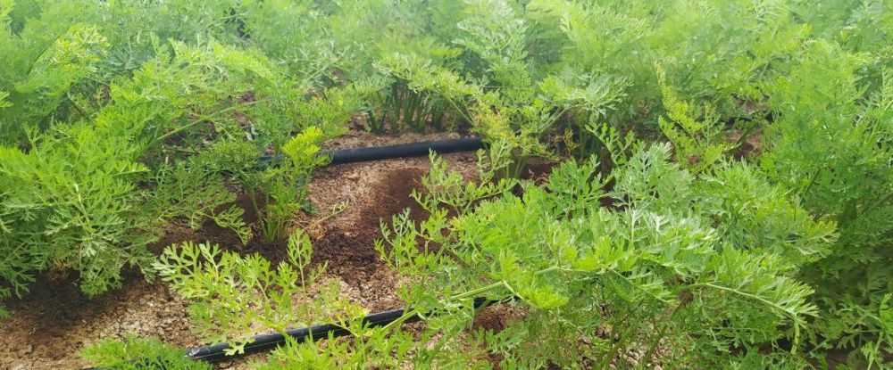 Капельное и дождевальное орошение помогает аграриям Крыма увеличить урожай Капельное и дождевальное орошение помогает аграриям Крыма увеличить урожай