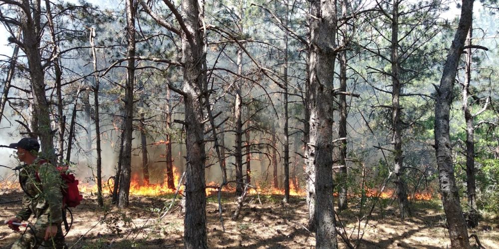 Пожар на территории Морского участкового лесничества ликвидирован Пожар на территории Морского участкового лесничества ликвидирован