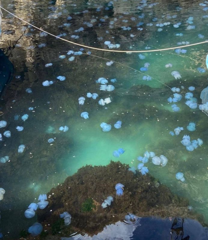 Красивое нашествие крупных медуз на берегу мыса Тарханкут в Крыму Красивое нашествие крупных медуз на берегу мыса Тарханкут в Крыму