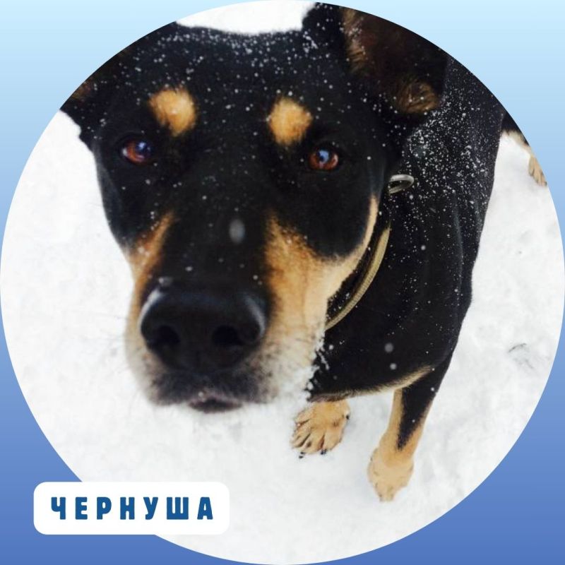 Время добрых дел!. Продолжаем нашу постоянную рубрику о подопечных приюта «Ковчег», где сегодня содержатся почти 300 собак.... Время добрых дел!. Продолжаем нашу постоянную рубрику о подопечных приюта «Ковчег», где сегодня содержатся почти 300 собак....