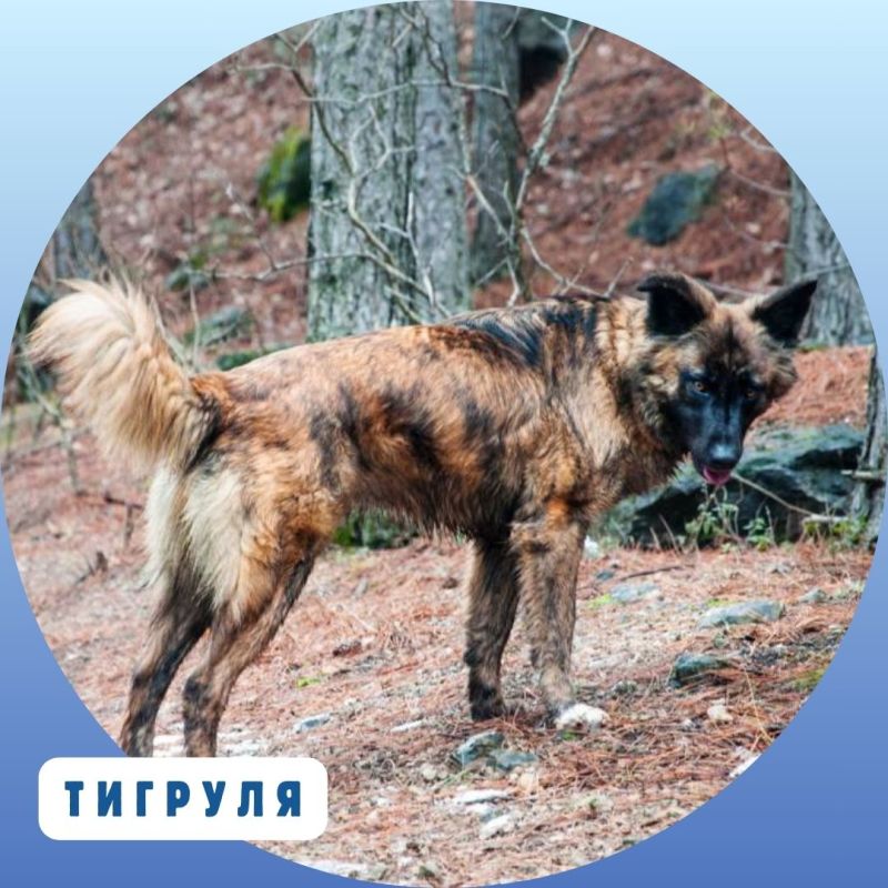Лапа дружбы!. Сегодня мы отмечаем Международный день дружбы. Хотим посвятить этот праздник самому верному и преданному четвероногому другу человека – собаке Лапа дружбы!. Сегодня мы отмечаем Международный день дружбы. Хотим посвятить этот праздник самому верному и преданному четвероногому другу человека – собаке