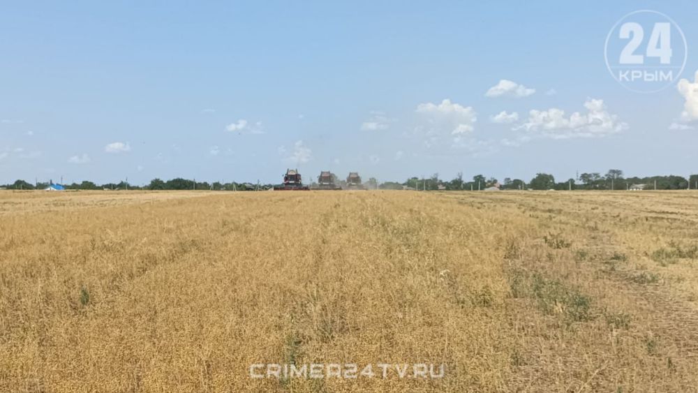 В Крыму начали сбор льна В Крыму начали сбор льна