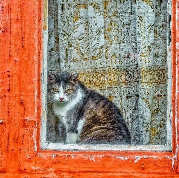 Доброе утро, Ялта. Сегодня отмечаем Всемирный день кошек! Как известно, Южный берег Крыма, считается кошачьей столицей... Доброе утро, Ялта. Сегодня отмечаем Всемирный день кошек! Как известно, Южный берег Крыма, считается кошачьей столицей...