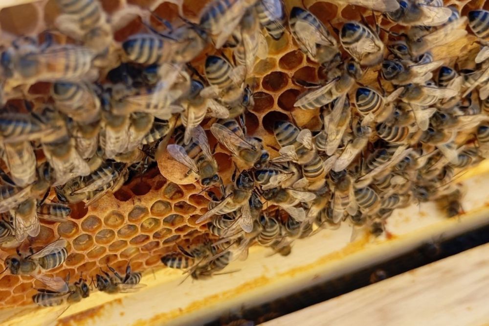 В пчеловодческих хозяйствах Крыма собрано более 90% годового объёма мёда