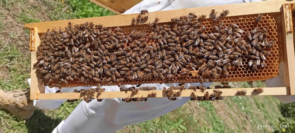 В пчеловодческих хозяйствах Крыма собрано более 90 процентов годового объёма мёда