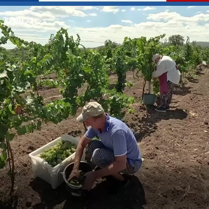 Аграрии Кировского района приступили к массовому сбору винограда