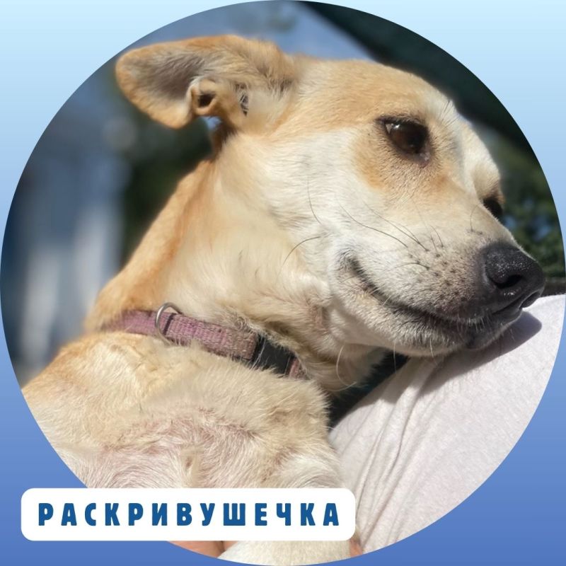 Время добрых дел!. Продолжаем нашу постоянную рубрику о подопечных приюта «Ковчег», где сегодня содержатся почти 300 собак.... Время добрых дел!. Продолжаем нашу постоянную рубрику о подопечных приюта «Ковчег», где сегодня содержатся почти 300 собак....