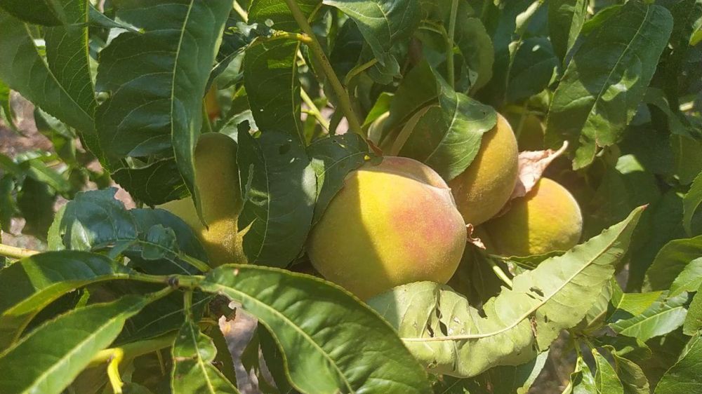 Высокие температуры и отсутствие продуктивных осадков в весенне-летний период существенно повлияли на формирование урожая овощных и плодово-ягодных культур в Республике Крым Высокие температуры и отсутствие продуктивных осадков в весенне-летний период существенно повлияли на формирование урожая овощных и плодово-ягодных культур в Республике Крым