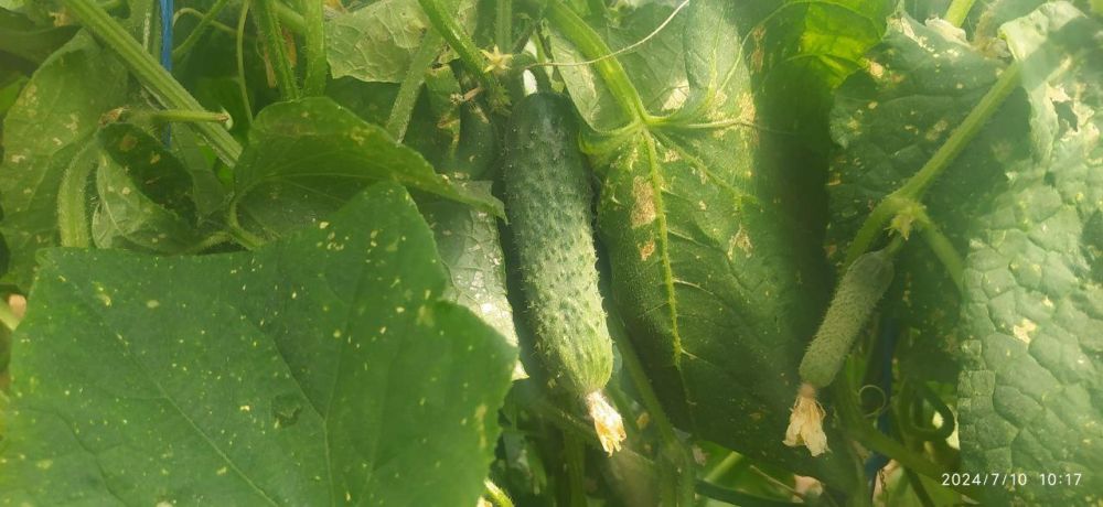 Высокие температуры и отсутствие продуктивных осадков в весенне-летний период существенно повлияли на формирование урожая овощных и плодово-ягодных культур в Республике Крым Высокие температуры и отсутствие продуктивных осадков в весенне-летний период существенно повлияли на формирование урожая овощных и плодово-ягодных культур в Республике Крым