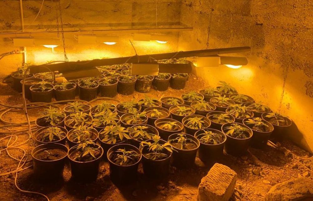 Житель Кировского района осужден за выращивание конопли