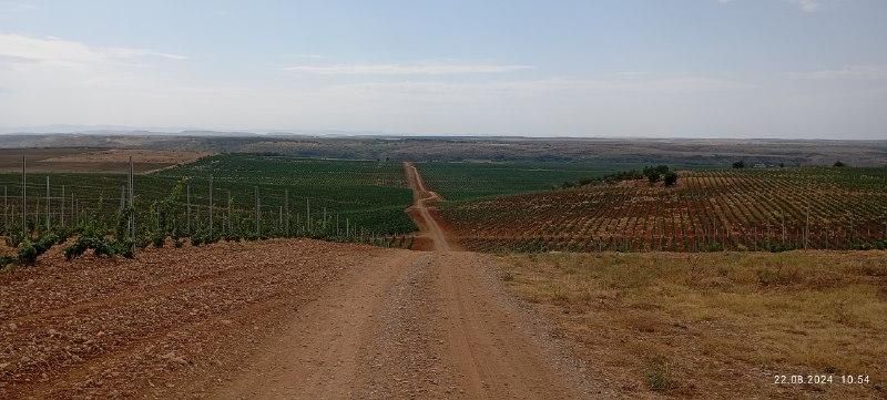 В Крыму идёт активная реализация инвестиционных проектов в отрасли виноградарства В Крыму идёт активная реализация инвестиционных проектов в отрасли виноградарства