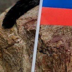 Доброе утро, Ялта!. 22 августа Россия отмечает День государственного флага – священный символ для всех поколений нашей страны. Белый цвет в триколоре символизирует благородство, синий – верность и честность, а красный – мужество Доброе утро, Ялта!. 22 августа Россия отмечает День государственного флага – священный символ для всех поколений нашей страны. Белый цвет в триколоре символизирует благородство, синий – верность и честность, а красный – мужество