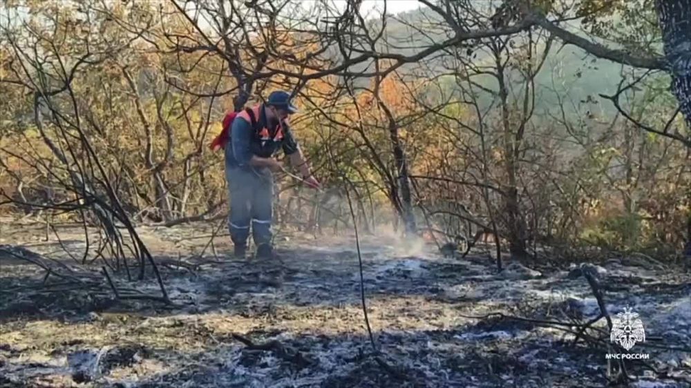 У горы Агармыш в Кировском районе Крыма локализован лесной пожар на площади 4 гектара