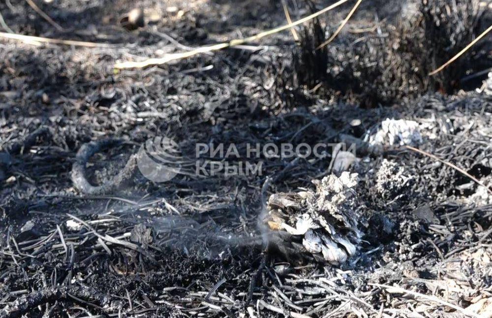Сотрудники МЧС продолжают ликвидацию возгорания в районе Тепе-Оба: что известно? Сотрудники МЧС продолжают ликвидацию возгорания в районе Тепе-Оба: что известно?