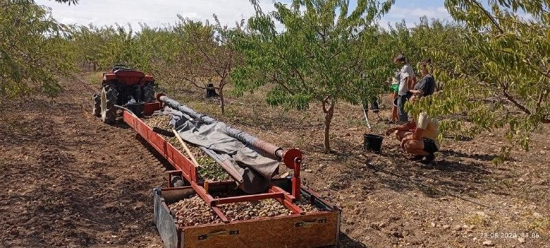 В Крыму стартовала кампания по уборке миндаля В Крыму стартовала кампания по уборке миндаля