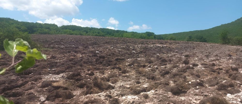 В Крыму до конца года высадят почти 100 гектаров нового леса В Крыму до конца года высадят почти 100 гектаров нового леса