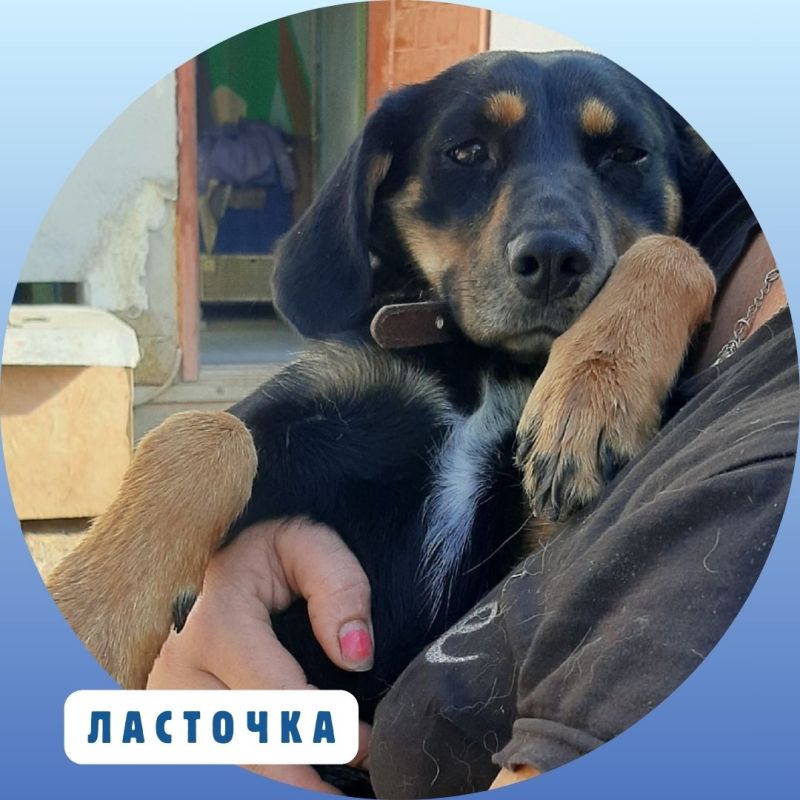 Время добрых дел!. Продолжаем нашу постоянную рубрику о подопечных приюта «Ковчег», где сегодня содержатся почти 300 собак.... Время добрых дел!. Продолжаем нашу постоянную рубрику о подопечных приюта «Ковчег», где сегодня содержатся почти 300 собак....