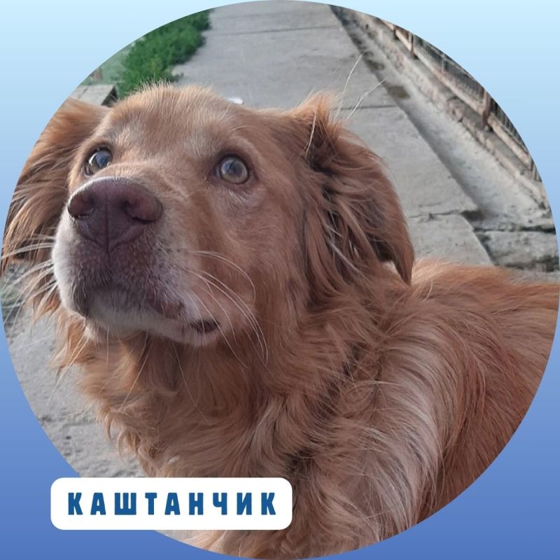 Время добрых дел!. Продолжаем нашу постоянную рубрику о подопечных приюта «Ковчег», где сегодня содержатся почти 300 собак.... Время добрых дел!. Продолжаем нашу постоянную рубрику о подопечных приюта «Ковчег», где сегодня содержатся почти 300 собак....