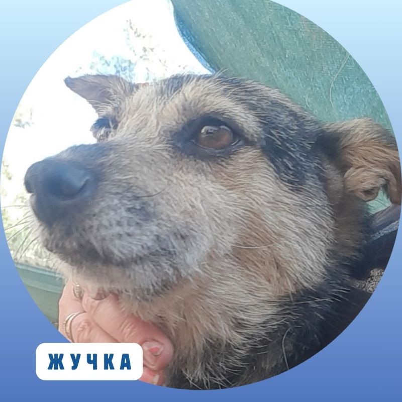 Время добрых дел!. Продолжаем нашу постоянную рубрику о подопечных приюта «Ковчег», где сегодня содержатся почти 300 собак.... Время добрых дел!. Продолжаем нашу постоянную рубрику о подопечных приюта «Ковчег», где сегодня содержатся почти 300 собак....