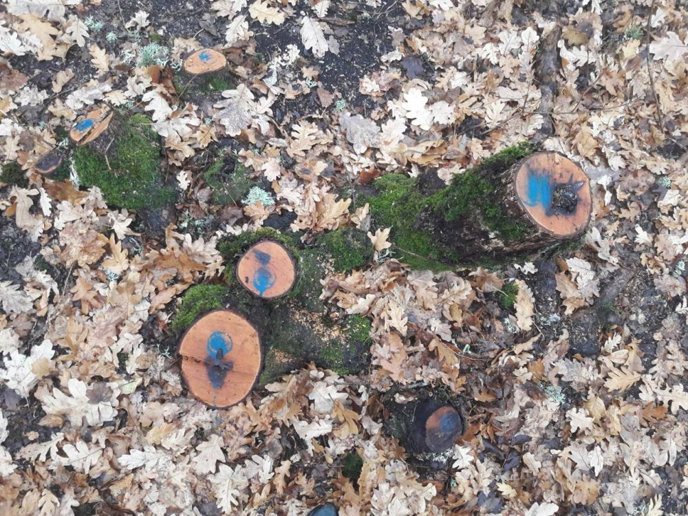 В Бахчисарайском районе осужден местный житель, организовавший незаконную вырубку деревьев В Бахчисарайском районе осужден местный житель, организовавший незаконную вырубку деревьев