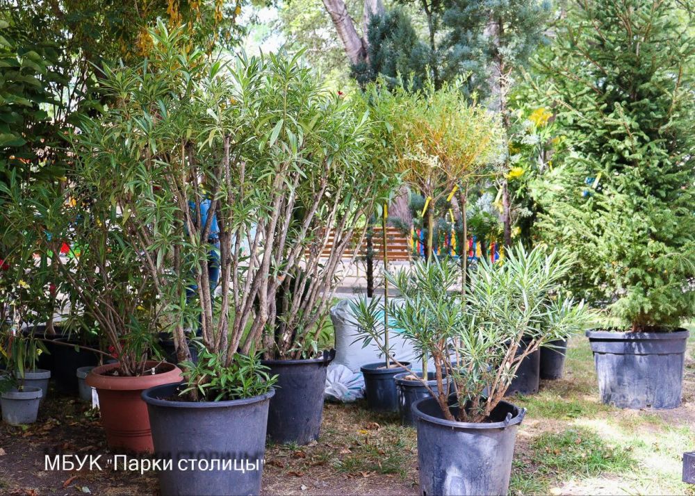 Индийскую сирень и олеандры высадили в симферопольском парке Гагарина Индийскую сирень и олеандры высадили в симферопольском парке Гагарина