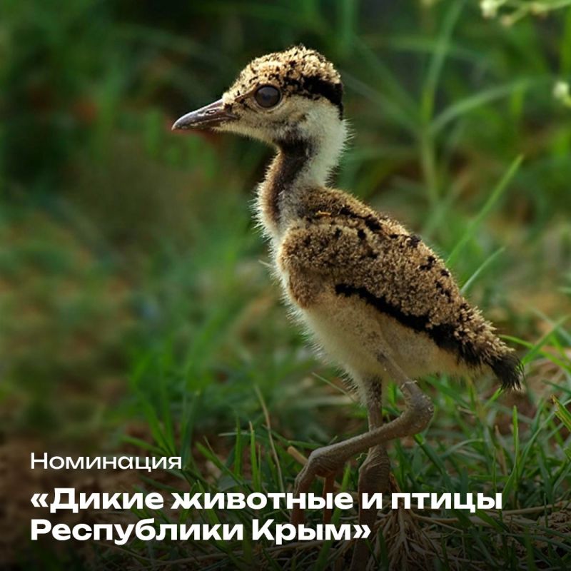 Стартовал традиционный фотоконкурс республиканского Министерства экологии и природных ресурсов «Крым в фокусе эко-объектива» Стартовал традиционный фотоконкурс республиканского Министерства экологии и природных ресурсов «Крым в фокусе эко-объектива»