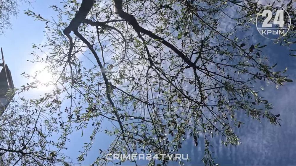 В Кировском районе приступили к сбору четырёх сортов миндаля