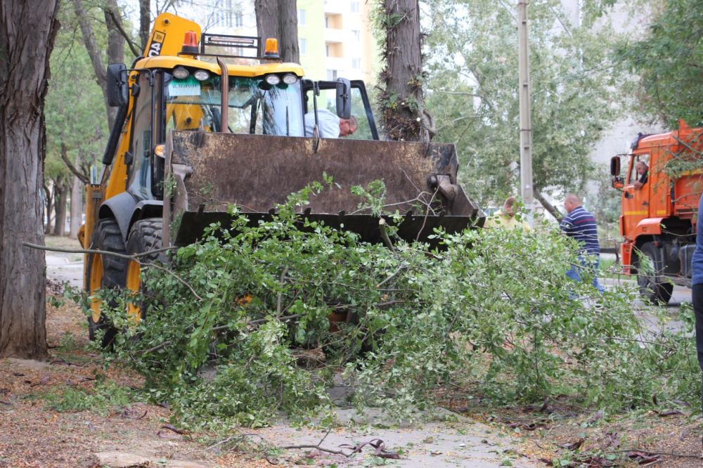 #зеленхоз. Масштабные работы по санитарной обрезке деревьев стартовали в районе Войкова #зеленхоз. Масштабные работы по санитарной обрезке деревьев стартовали в районе Войкова