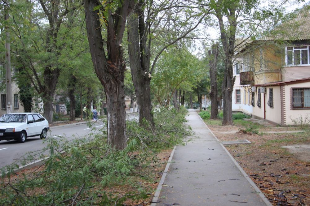 #зеленхоз. Масштабные работы по санитарной обрезке деревьев стартовали в районе Войкова #зеленхоз. Масштабные работы по санитарной обрезке деревьев стартовали в районе Войкова