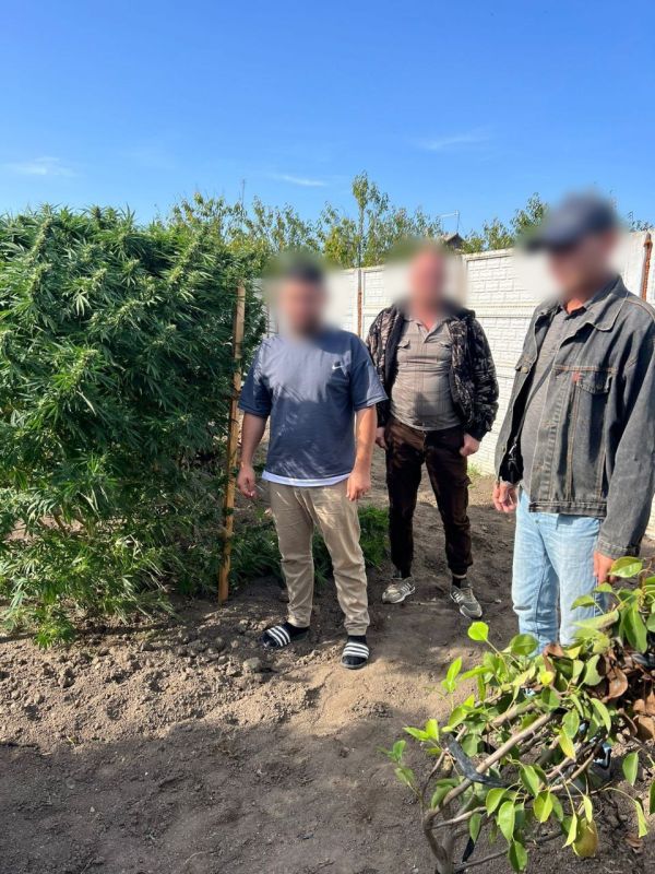 Полицейскими в Кировском районе изъято более 155 граммов наркотических средств растительного происхождения