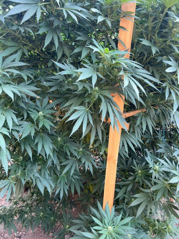 Ведро конопли и целую плантацию нашли у жителя Кировского района